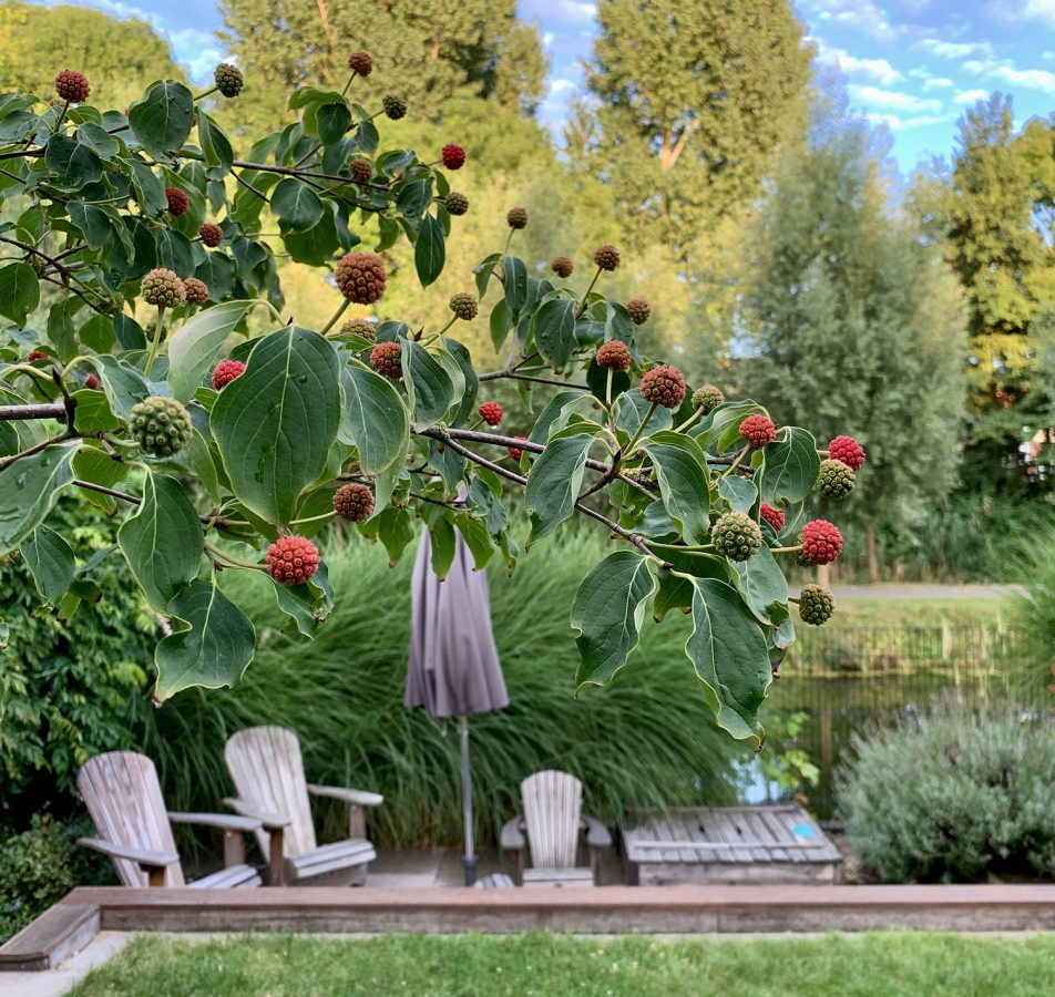 Particuliere tuin