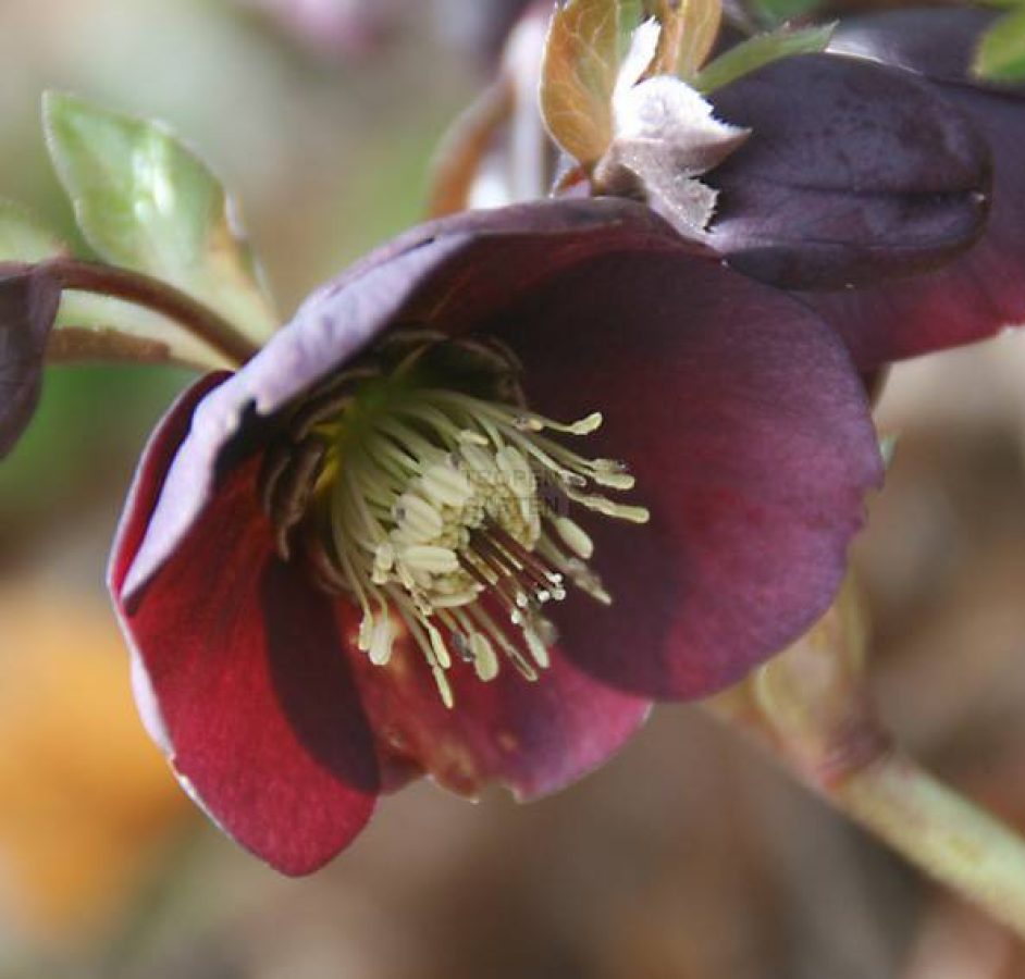 Seizoenen -winterbloeiers-